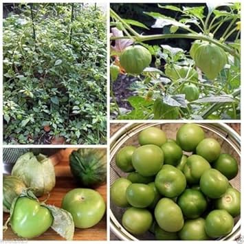 Green Tomatillo Physalis philadelphica seeds for garden planting
